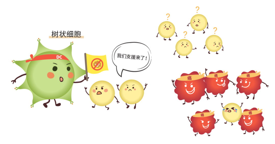挑(tiāo)战(zhàn)癌(ái)王(wáng)！诺(nuò)奖(jiǎng)得(de)主斯(sī)坦(tǎn)曼(màn)“以(yǐ)身(shēn)试(shì)药(yào)”，树突状细胞疗法将他生存期延长4年半(图3)