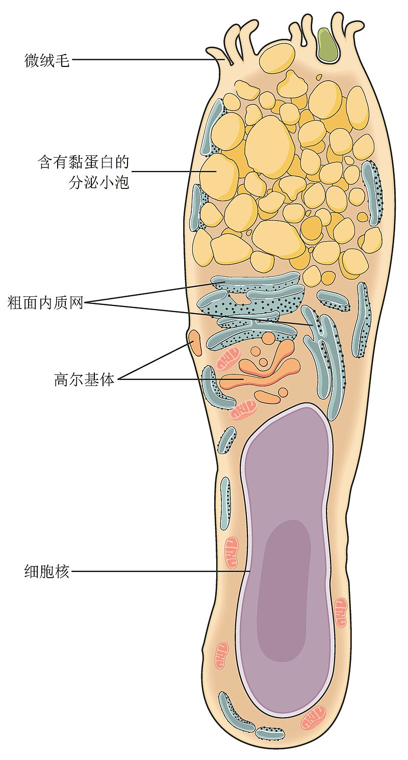 杯(bēi)状(zhuàng)细(xì)胞(bāo)(图(tú)1)