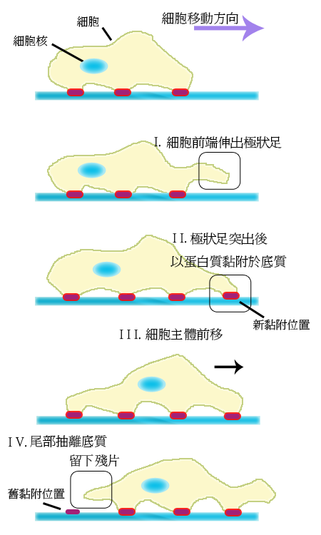 细胞迁移(图(tú)1)