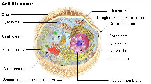 细胞生物学(图1)