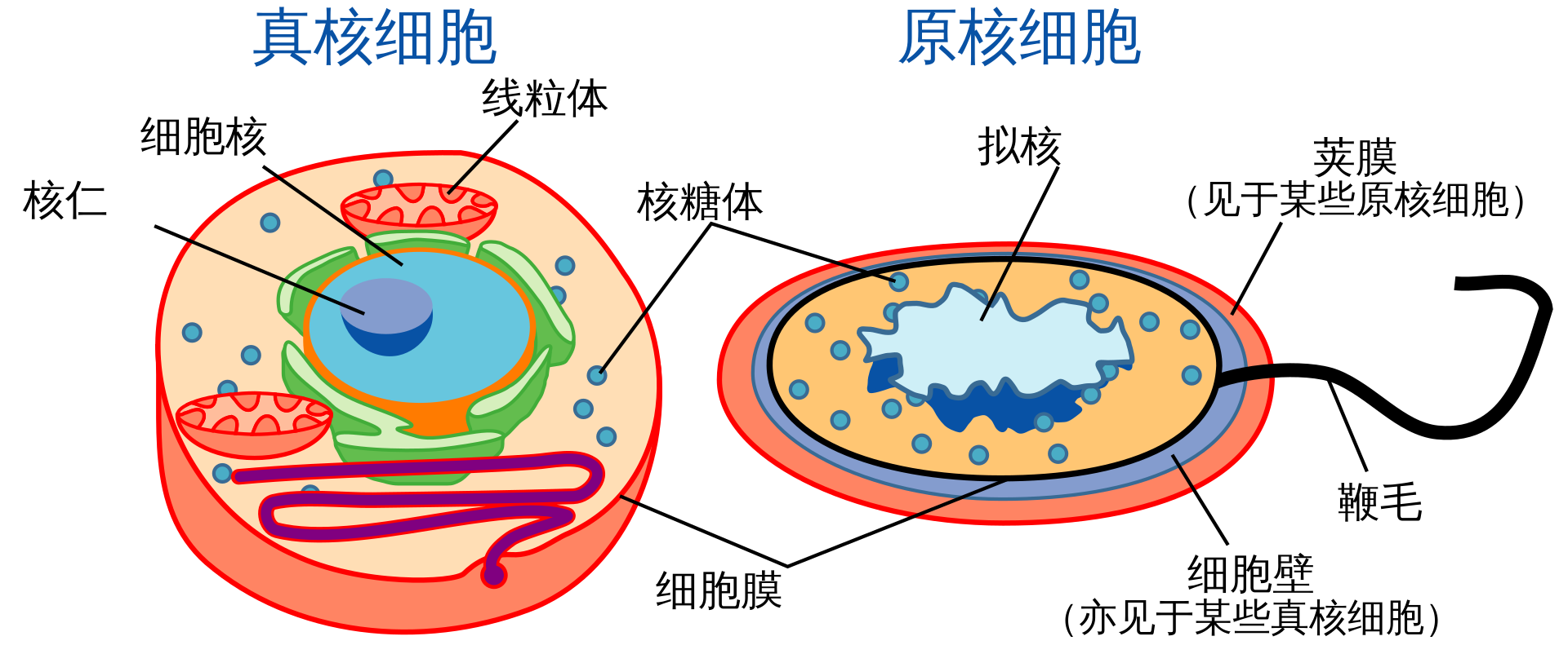 细(xì)胞(bāo)(图(tú)1)