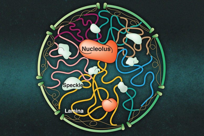 细胞核中的分子簇如何与染色体相互作(zuò)用(yòng)(图(tú)1)