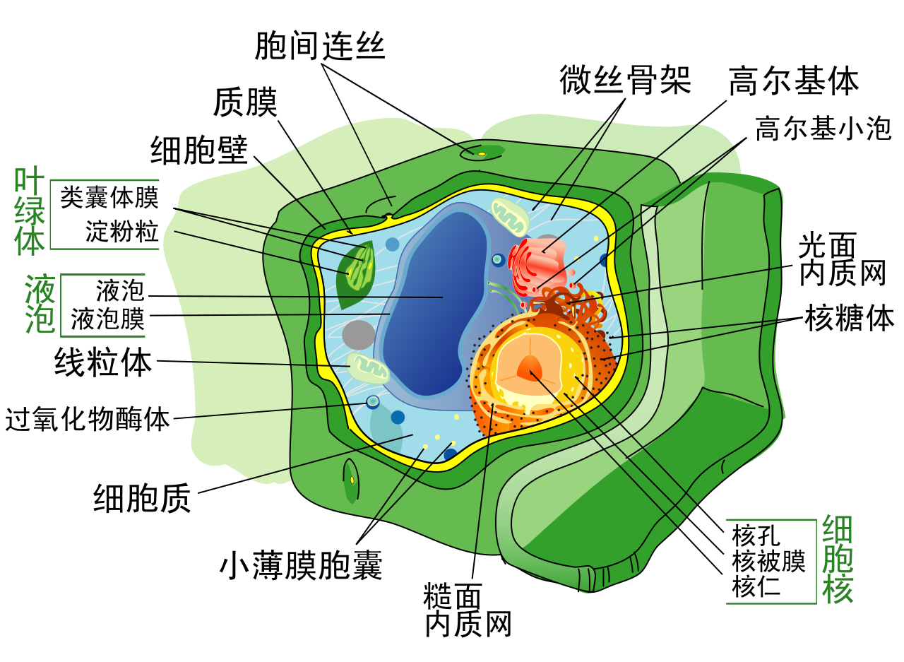 植物细胞学(图1)