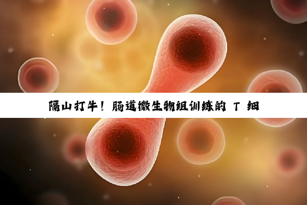隔山打牛！肠道微生物组训练的 T 细胞有助于治愈受伤的肌肉和肝脏