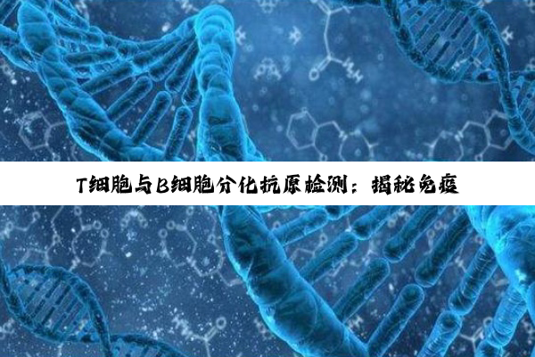T细胞与B细胞分化抗原检测：揭秘免疫细胞功能与分化路径的关键