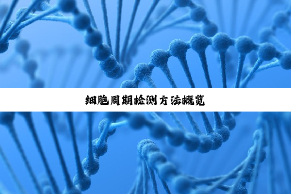 细胞周期检测方法概览